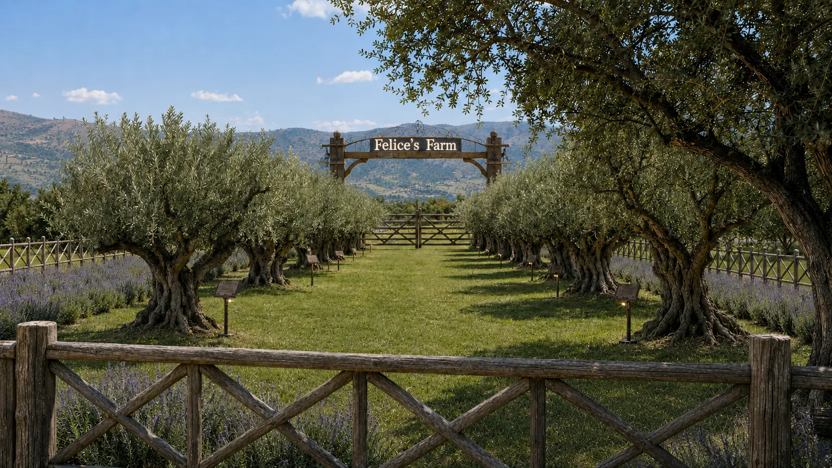 Wooden gate opening into rows of young olive trees at Felice's Farm